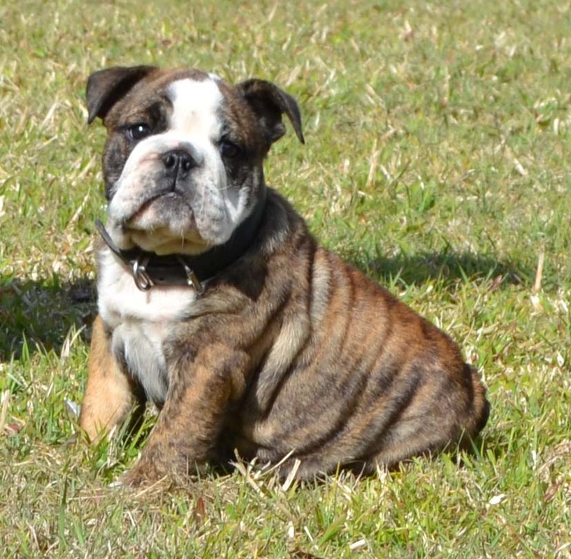 
ANKC registered British bulldog 
British bulldog puppy