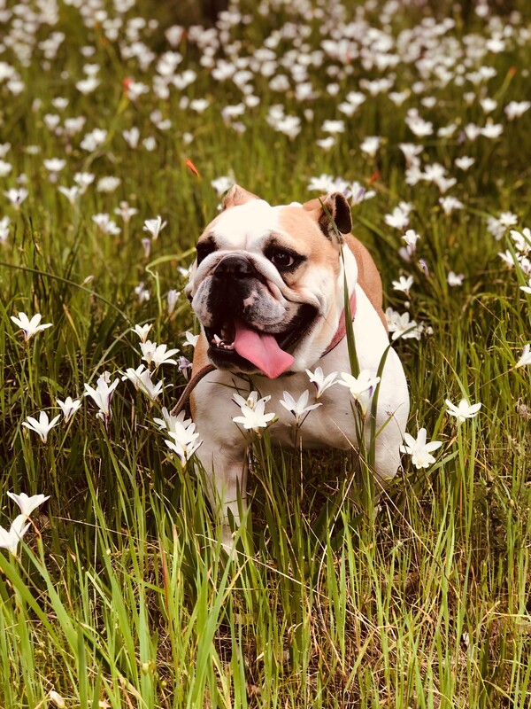 Beautiful British bulldog in a field of flowers 