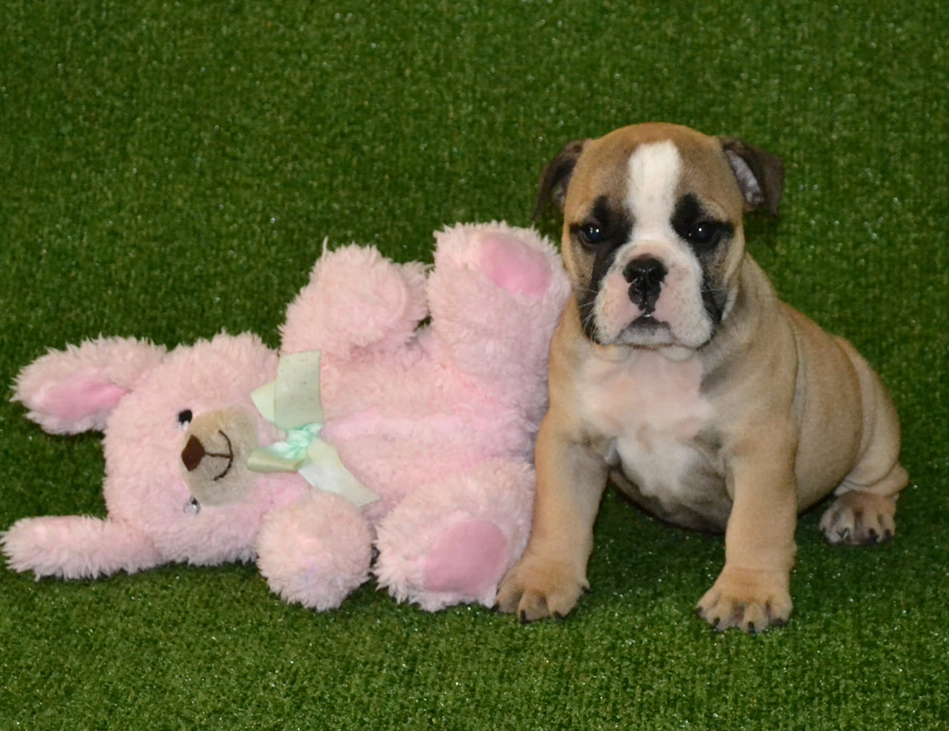 British bulldog pup and pink toy
