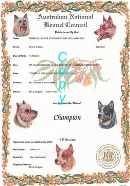 Champion 
Eddie
CH. Trimbull Silver Strongest (NZL Imp)
ANKC registered British bulldog 
British bulldog puppy