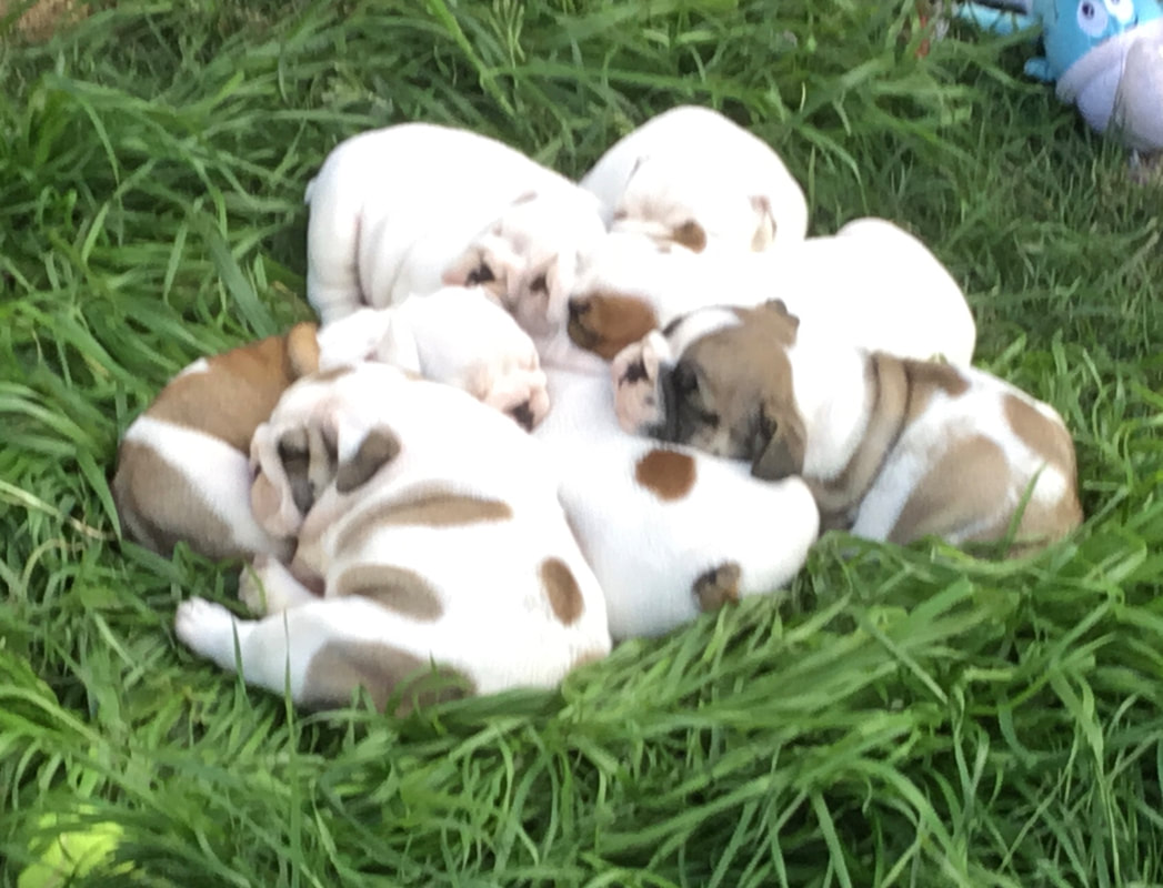 Puppy pile British bulldog 