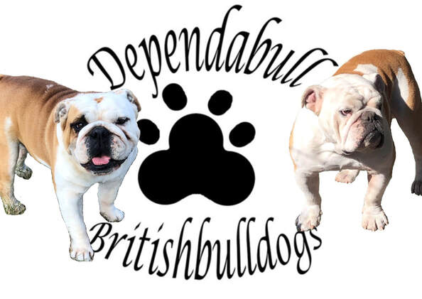 ANKC registered British bulldog 
British bulldog puppy